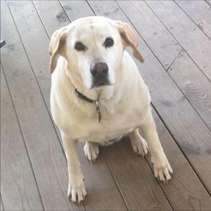 Meet your Posher, Dale